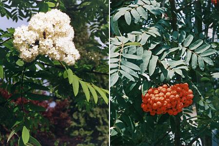 Montenois (Doubs), mai 1990 / ao�t 1990
