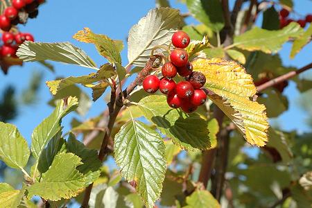 Montagne de Regagnas (Bouches-du-Rhne), 24 octobre 2006