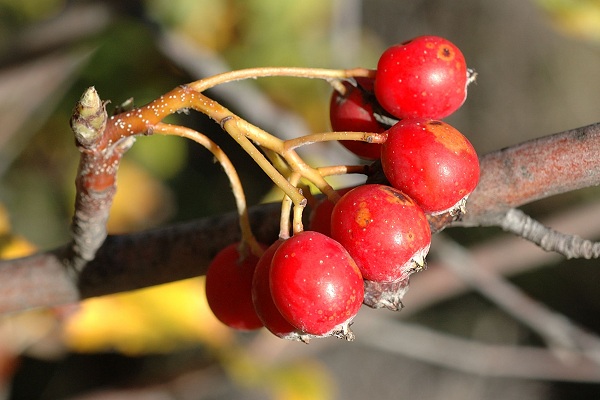 Montagne de Regagnas (Bouches-du-Rh�ne), 24 octobre 2006
