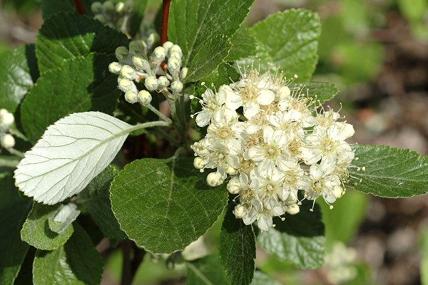 Montagne de Regagnas (Bouches-du-Rh�ne), 30 avril 2006