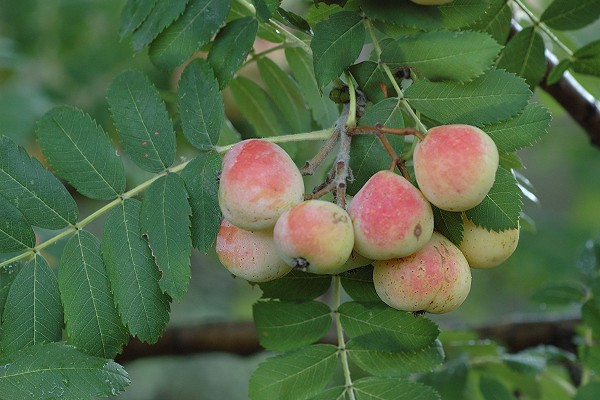 Gigaro (Var), 4 octobre 2005