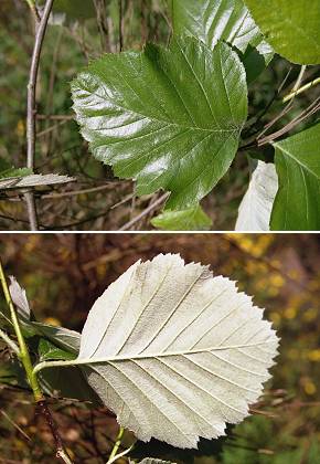 Fontainebleau (Seine-et-Oise), 22 mai 2004