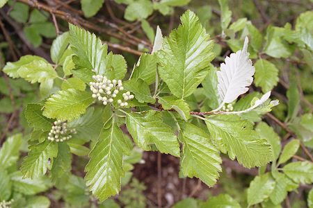 Larmont (Doubs), 18 mai 2003