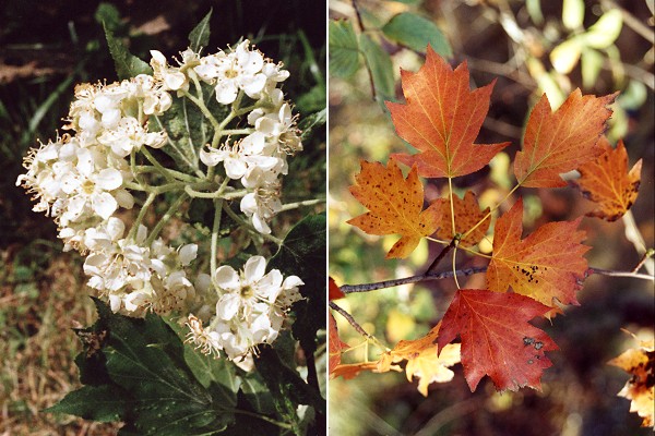 Blamont (Doubs), mai 1992 / Sainte-Beaume (Var), 29 octobre 2000