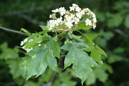 Frotey-les-Vesoul (Haute-Sane), 27 mai 2013