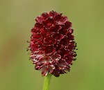 Pimprenelle officinale / Grande pimprenelle