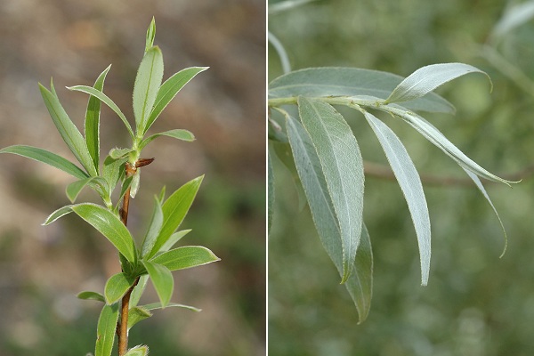 Longevelle (Doubs), 13 avril 2007 / 13 mai 2007