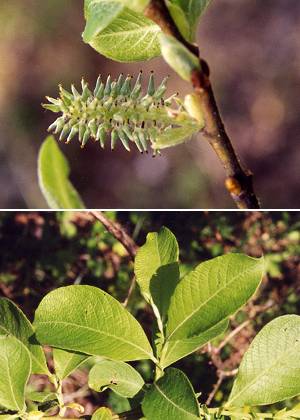 Morez (Jura), 10 mai 2000