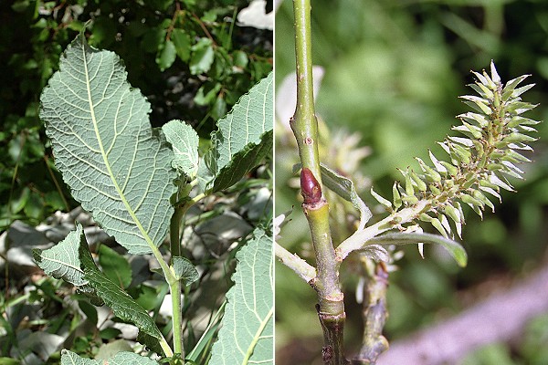 Haut-Buech (Dr�me), 19 ao�t 2004 / Vercors (Is�re), 6 juillet 2004