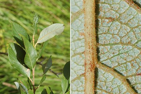 Yves (Charente-Maritime), 21 juillet 2007