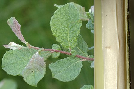 Grand Ventron (Vosges), 12 juin 2010 / Haut-du-Them (Haute-Saône), 6 avril 2011
