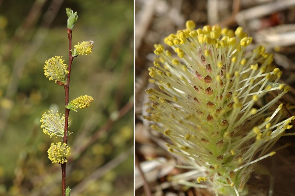 Haut-du-Them (Haute-Sa�ne), 6 avril 2011