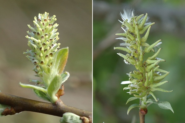Haut-du-Them (Haute-Sa�ne), 6 avril 2011 / Grand Ventron (Vosges), 12 juin 2010
