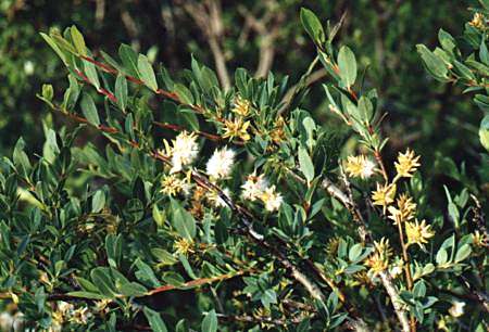 Abri�s, Col Saint Martin (Hautes-Alpes), 11 juillet 1998