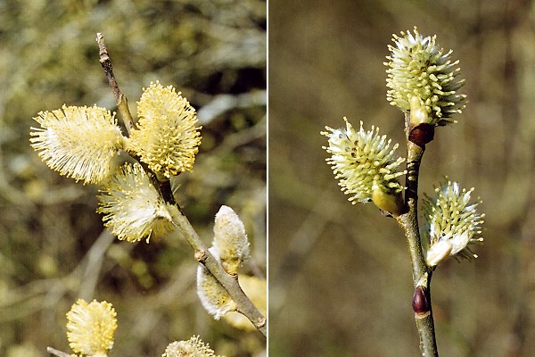 Montenois (Doubs), mars 2002