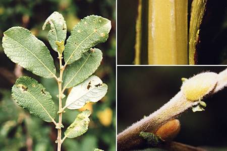 Saulnot (Haute-Sa�ne), 22 septembre 1998