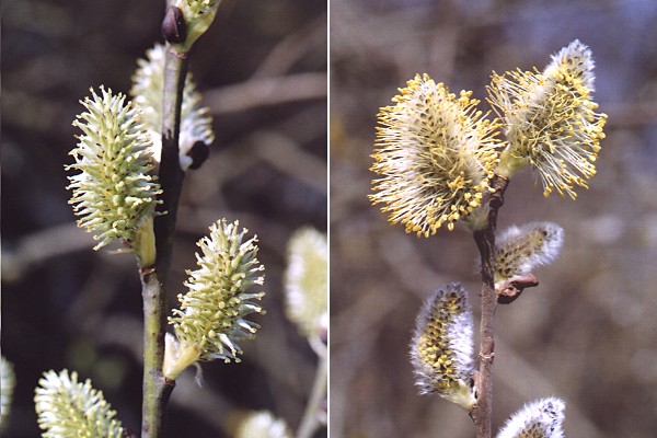 Saulnot (Haute-Sa�ne), 17 mars 2002