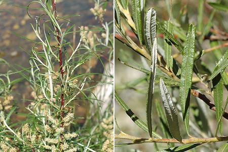 Hérault, 26 avril 2006 / Pradelle (Drôme), 22 août 2006