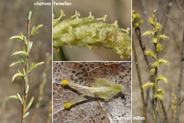 Saint-Maurice-de-Gourdans (Ain), 1 avril 2009