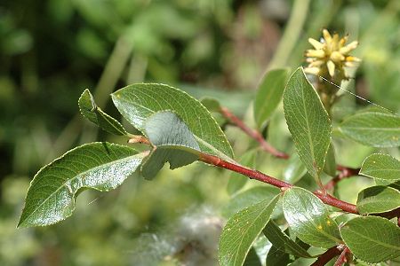 Bessans, Avérole (Savoie), 31 juillet 2014