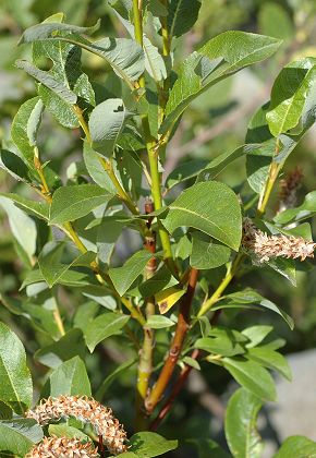 Bonneval (Savoie), 1 août 2014