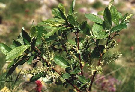 Vers le Col Agnel, Queyras (Hautes-Alpes), 10 juillet 2001