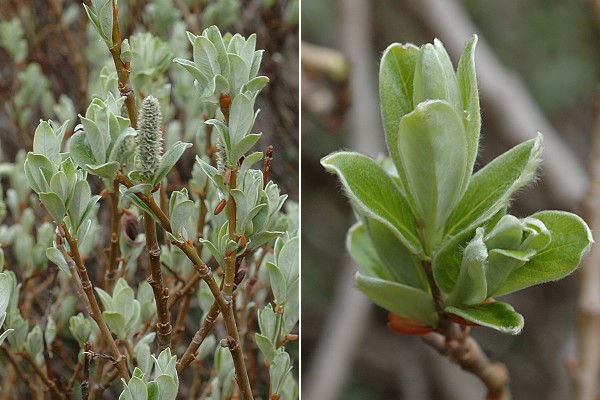 Ristolas, vers les lacs (Hautes-Alpes), 18 juin 2010