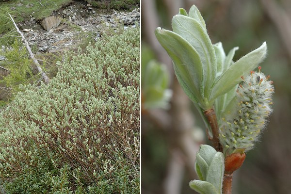 Ristolas, vers les lacs (Hautes-Alpes), 18 juin 2010