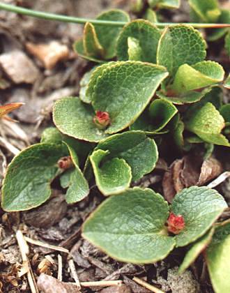 Vers le col Vieux, Queyras (Hautes-Alpes), 10 juillet 2001