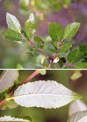 Lac de Remoray (Doubs), 15 juin 2003