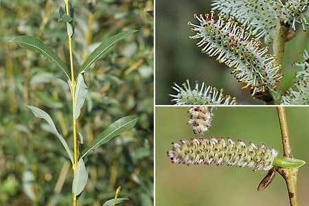 L'Isle-sur-le-Doubs (Doubs), 10 octobre 2006 / Bavans (Doubs), Lougres (Doubs), 5 avril 2005