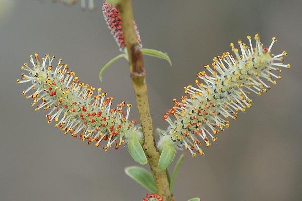 Lougres (Doubs), 5 avril 2005