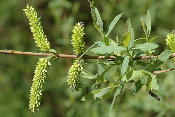 Appenans (Doubs), 8 avril 2011