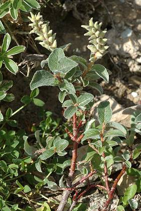 Mont N� (Haute-Garonne), 15 ao�t 2009