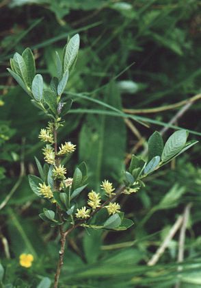 Saint-Laurent-en-Grandvaux (Jura), juin 1997
