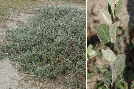 Hatainville (Manche), 7 juin 2011