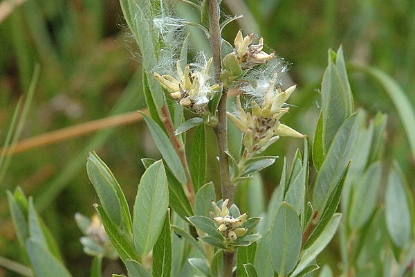 Granges-Narboz (Doubs), 12 juin 2005