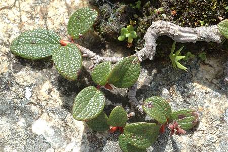 Bonneval (Savoie), 1 août 2014