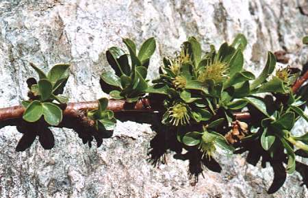 Vers le col d'Urine, Queyras (Hautes-Alpes), 11 juillet 2001