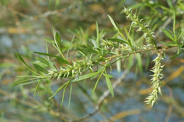 Isle-sur-le-Doubs (Doubs), 25 avril 2009