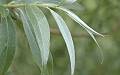 Saule blanc / Osier blanc