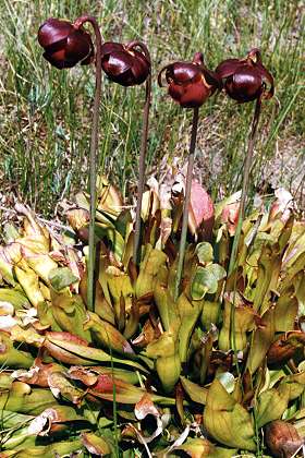 Frasne (Doubs), 11 juin 1997