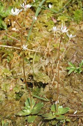 Grand Ventron (Vosges), 12 juin 2010