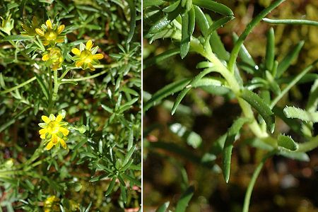 Aiguilles (Hautes-Alpes), 30 ao�t 2006