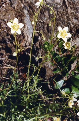 Lac d'Amont (Savoie), 14 juillet 1992