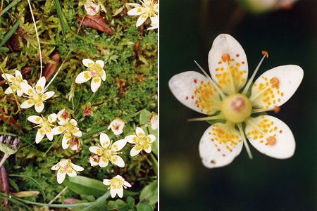 Montagne d'Outray (Haute-Savoie), 14 ao�t 1996