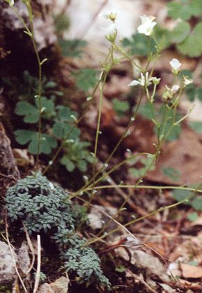 Vers le Gabizot (Hautes-Pyrénées), 18 août 1991