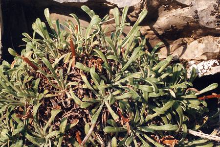 Gorges de Saint-Pierre (Hautes-Alpes), 30 ao�t 1991