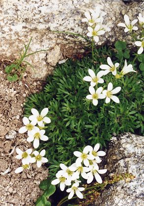 Rotundo (Corse), 21 juillet 1997