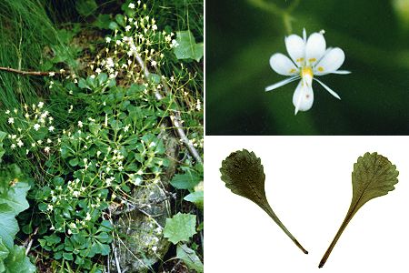 Vallon d'Ambin (Savoie), 16 juillet 1992